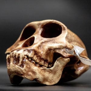 Australopithecus afarensis Skull Replica, Lucy, Prehistoric Fossil Collection, Realistic Hominid Skull, Museum Quality
