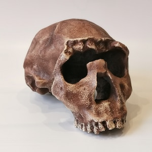 Homo Ergaster Skull Replica Turkana Boy, Prehistoric Fossil Collection, Realistic Hominid Skull, Museum Quality