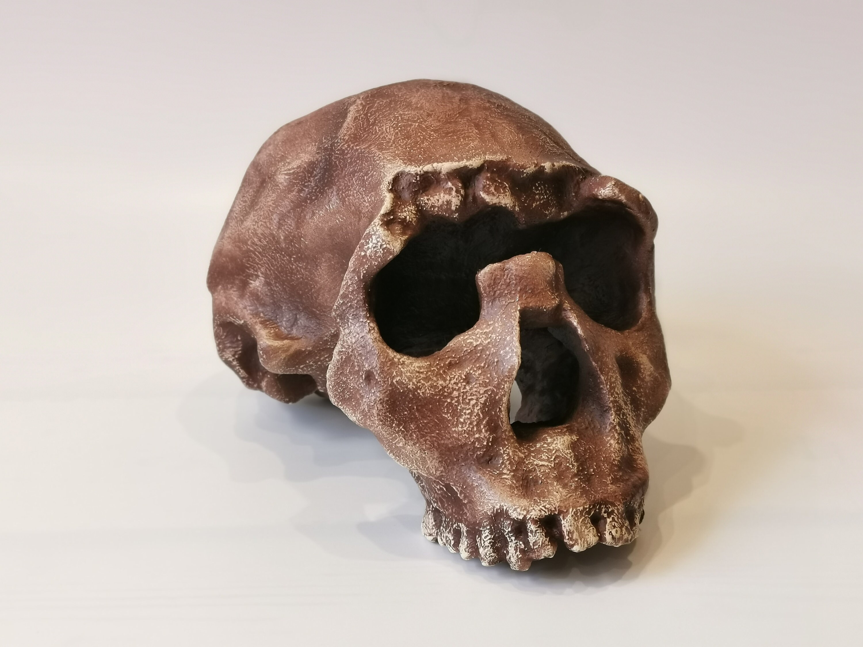 特撮 Homo academicus 1284g - Homo Ergaster - Sainsbury Centre