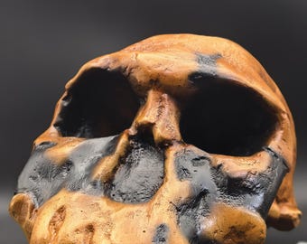 Homo Rudolfensis Skull Replica (KNM-ER), Prehistoric Fossil Collection, Realistic Hominid Skull