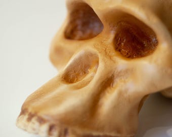 アウストラロピテクス・アフリカヌスの頭蓋骨レプリカ、先史時代の化石