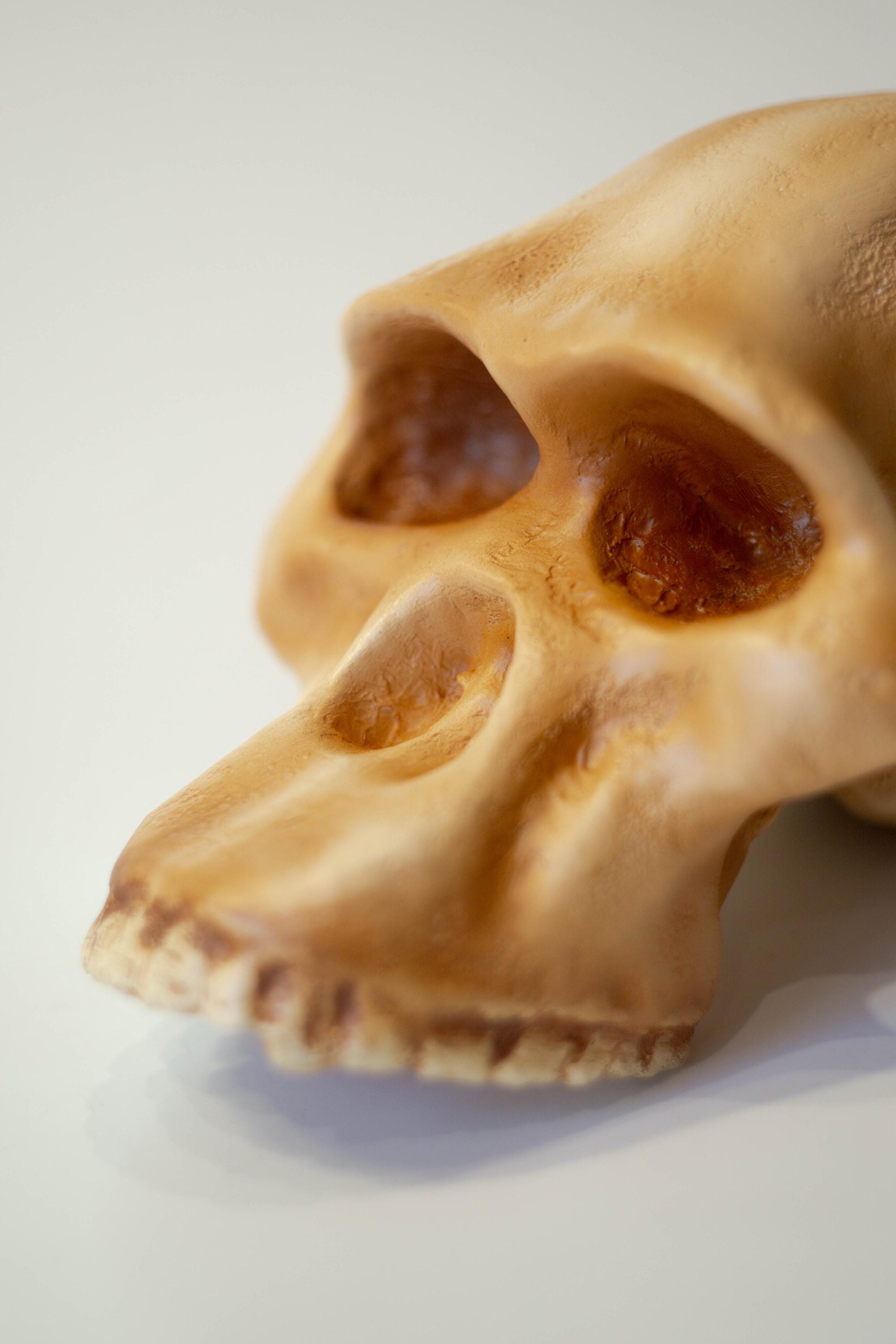 アウストラロピテクス・アフリカヌスの頭蓋骨レプリカ、先史時代の化石