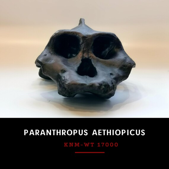 パラントロプス・エティオピクスの頭蓋骨レプリカ、先史時代の化石 