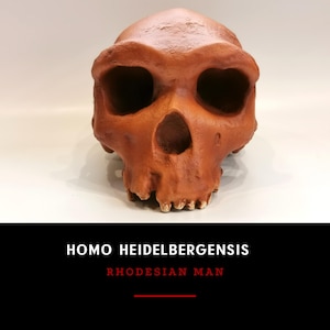 Homo Heidelbergensis Rhodesian Man Skull Replica, 1:1 Life-Size Fossil Model from Kabwe, Museum Quality for Education & Collection