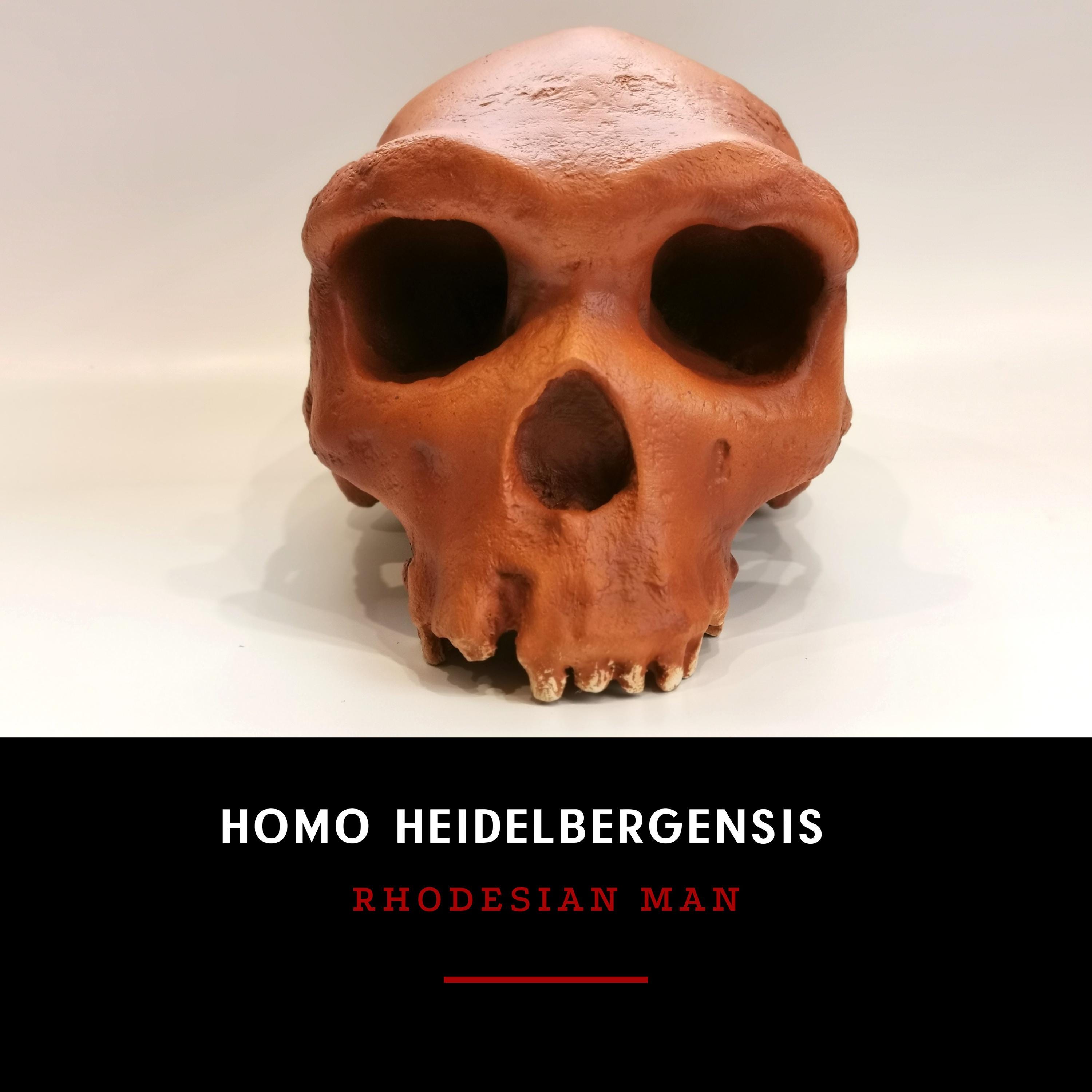 Rhodesian Man Found In Homo Heidelbergensis Rhodesian Man Skull Replica, 1:1 Life-size Fossil ...