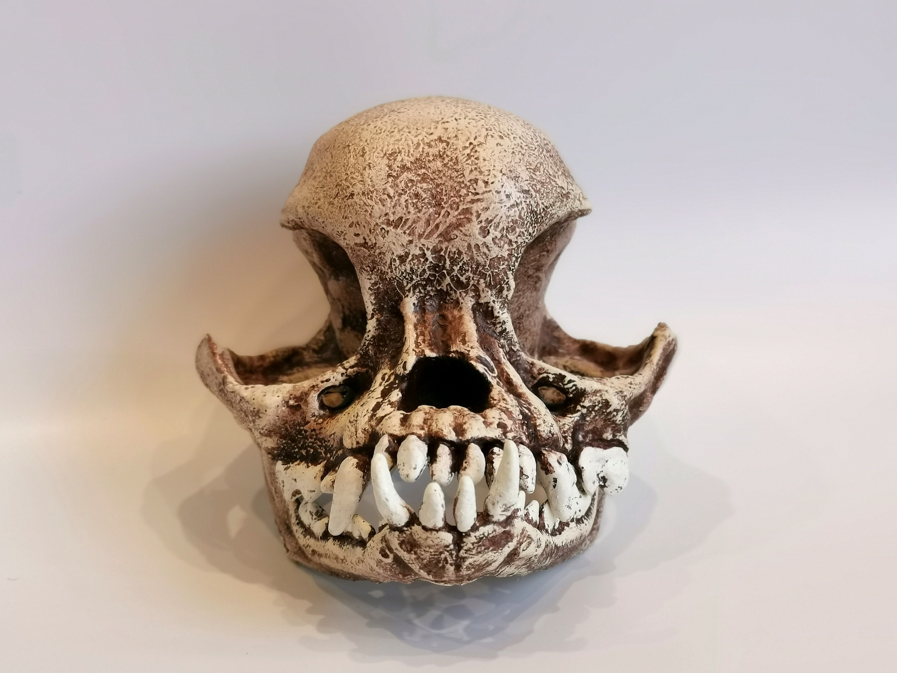 Mops-Schädel, Hundeschädel, anatomischer Schädel, künstliche Präparatoren, Tierschädel, Totenkopf-Dekor