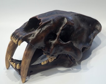 Smilodon-Schädel, Säbelzahntiger Anatomische Schädelreplik, Tierschädel-Dekor, Kuriositäten-Wohnkultur, prähistorisches Tier, Fossiliensammlung