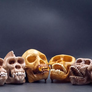 May include: A collection of six detailed skull replicas, each with unique features and varying shades of tan and brown. The skulls are arranged in a row against a dark background, showcasing their anatomical details.