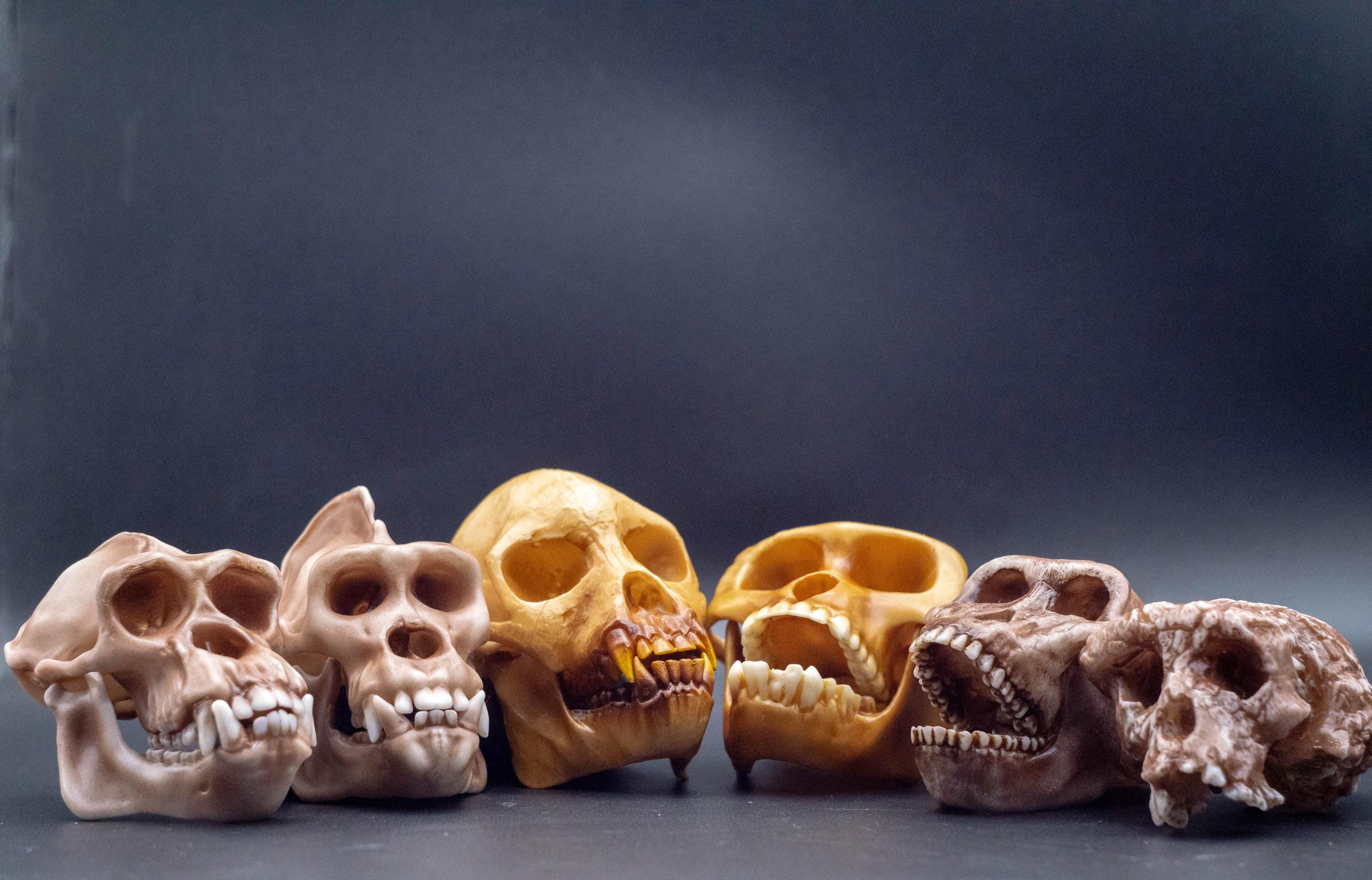 Anthropological Set "Early Australopithecines" of Small-Sized 8cm Hominid Skulls, 3D Printed Hominid Replica Human Evolution Collection
