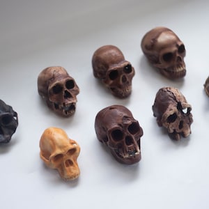 Small-Sized Hominid Skull &quot;The Deadlock Branch&quot; of Human Evolution, 3D Printed Set for Collection and Decor