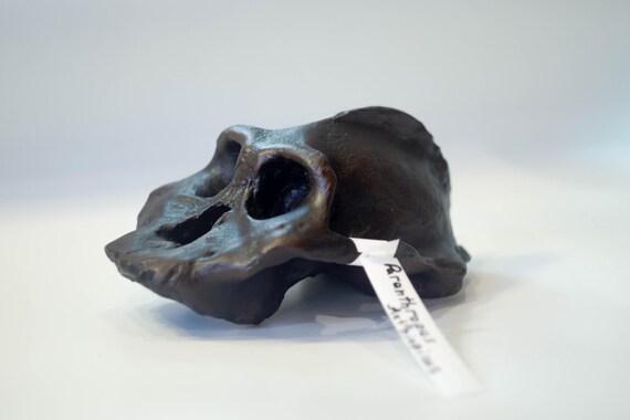 Paranthropus Aethiopicus Skull Replica, Prehistoric Fossil
