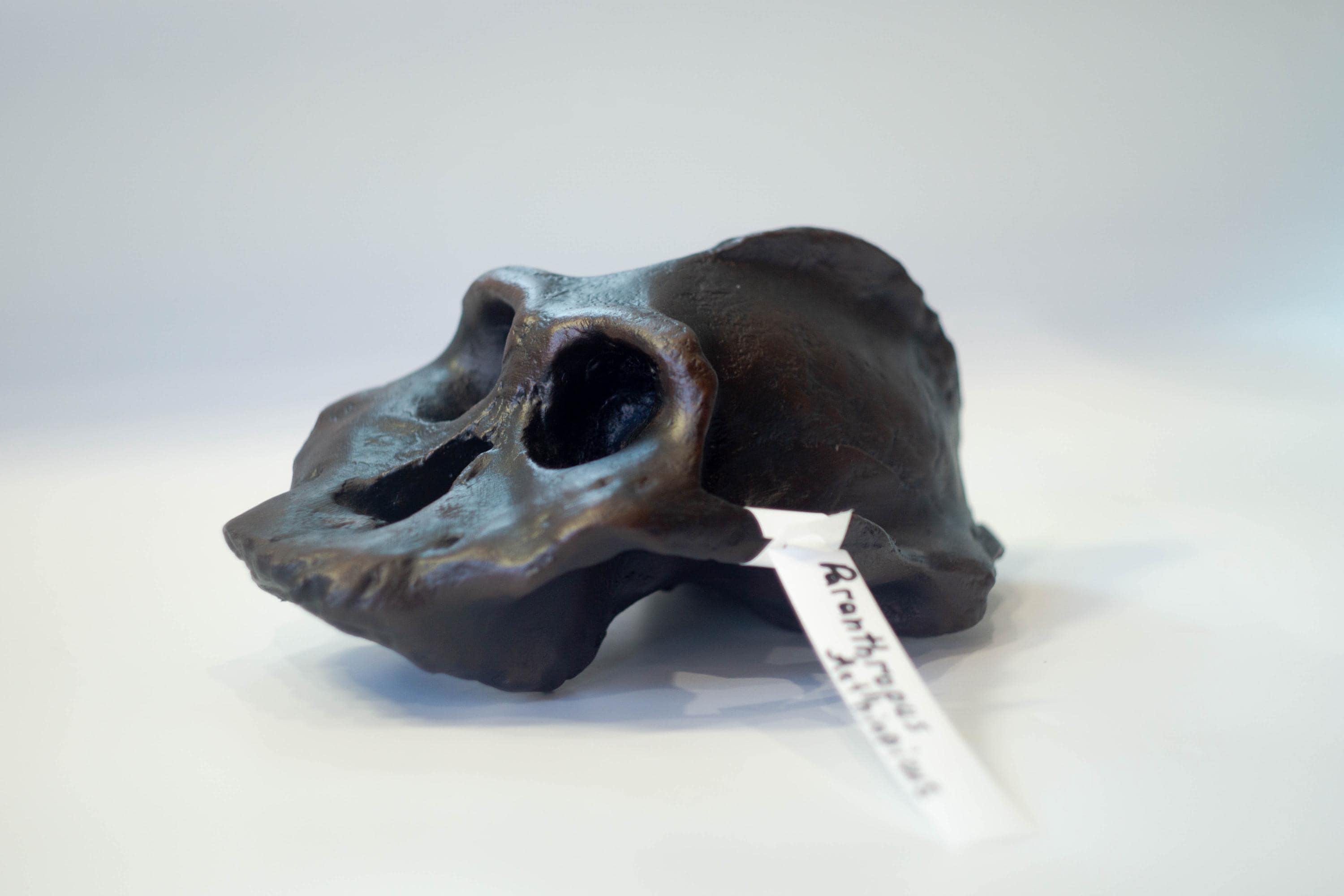 ま*ん様 アンハングエラ　頭蓋骨　化石　レプリカ カルノタサウルス 頭骨 化石 レプリカ 約 137mm cnr1 - メルカリ