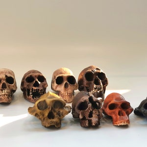 Small-Sized Hominid Skull "The Deadlock Branch" of Human Evolution, 3D Printed Set for Collection and Decor