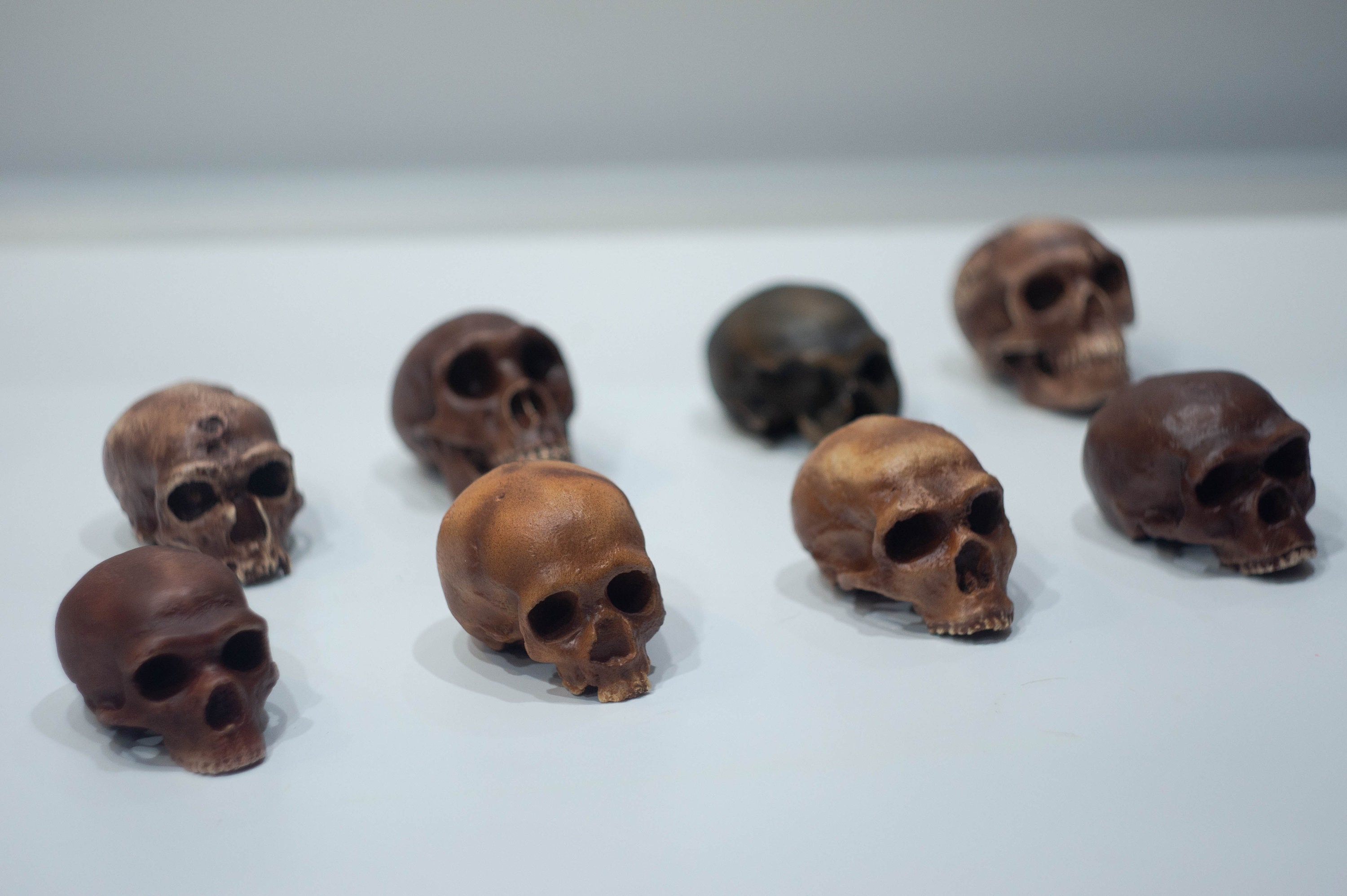 ネアンデルタール人　頭蓋骨　標本　模型　頭蓋骨彫刻 　レア　コレクション ネアンデルタール人 頭蓋骨 標本 模型 頭蓋骨彫刻 レア コレクション