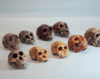 Kleiner Hominidenschädel „Der Hauptzweig“ der menschlichen Evolution, 3D-gedrucktes Set für Sammlung und Heimdekoration, Anthropologiemodelle