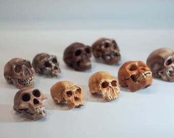 Kleiner Hominidenschädel &quot;Der Hauptzweig&quot; der menschlichen Evolution, 3D-gedrucktes Set für Sammlung und Wohndekoration, Anthropologie-Modelle