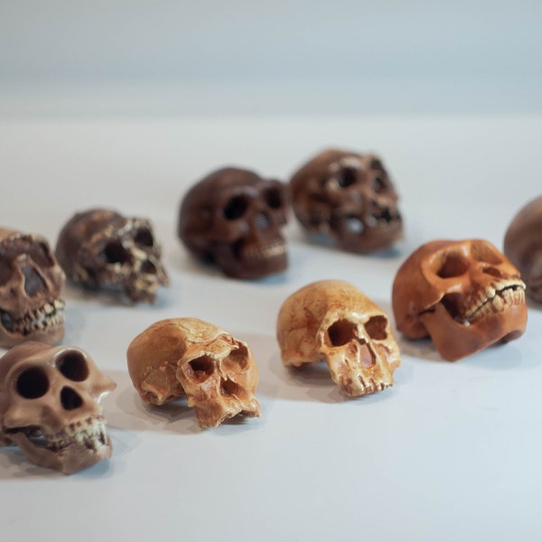 Kleiner Hominidenschädel „Der Hauptzweig“ der menschlichen Evolution, 3D-gedrucktes Set für Sammlung und Heimdekoration, Anthropologiemodelle