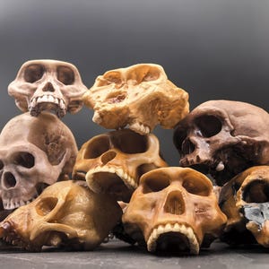 May include: A collection of multiple primate skulls stacked together. The skulls are rendered in various shades of tan, brown, and beige, featuring detailed bone structures, eye sockets, nasal cavities, and teeth. The arrangement creates a dense cluster.