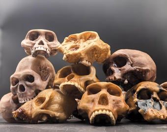 Anthropological Set "A composite set of 7 skulls to choose from" of Small-Sized 8cm Hominid Skulls, Hominid Replica Human Evolution