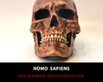 ホモ・ハイデルベルゲンシスの頭蓋骨レプリカ - Etsy 日本