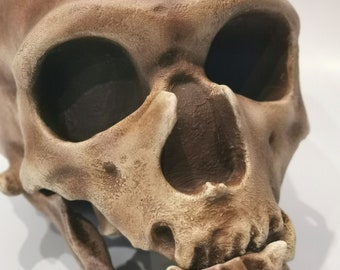 ネアンデルタール人　頭蓋骨　標本　模型　頭蓋骨彫刻 　レア　コレクション Amazon | ネアンデルタール人の頭骨骨を忠実に再現した模型