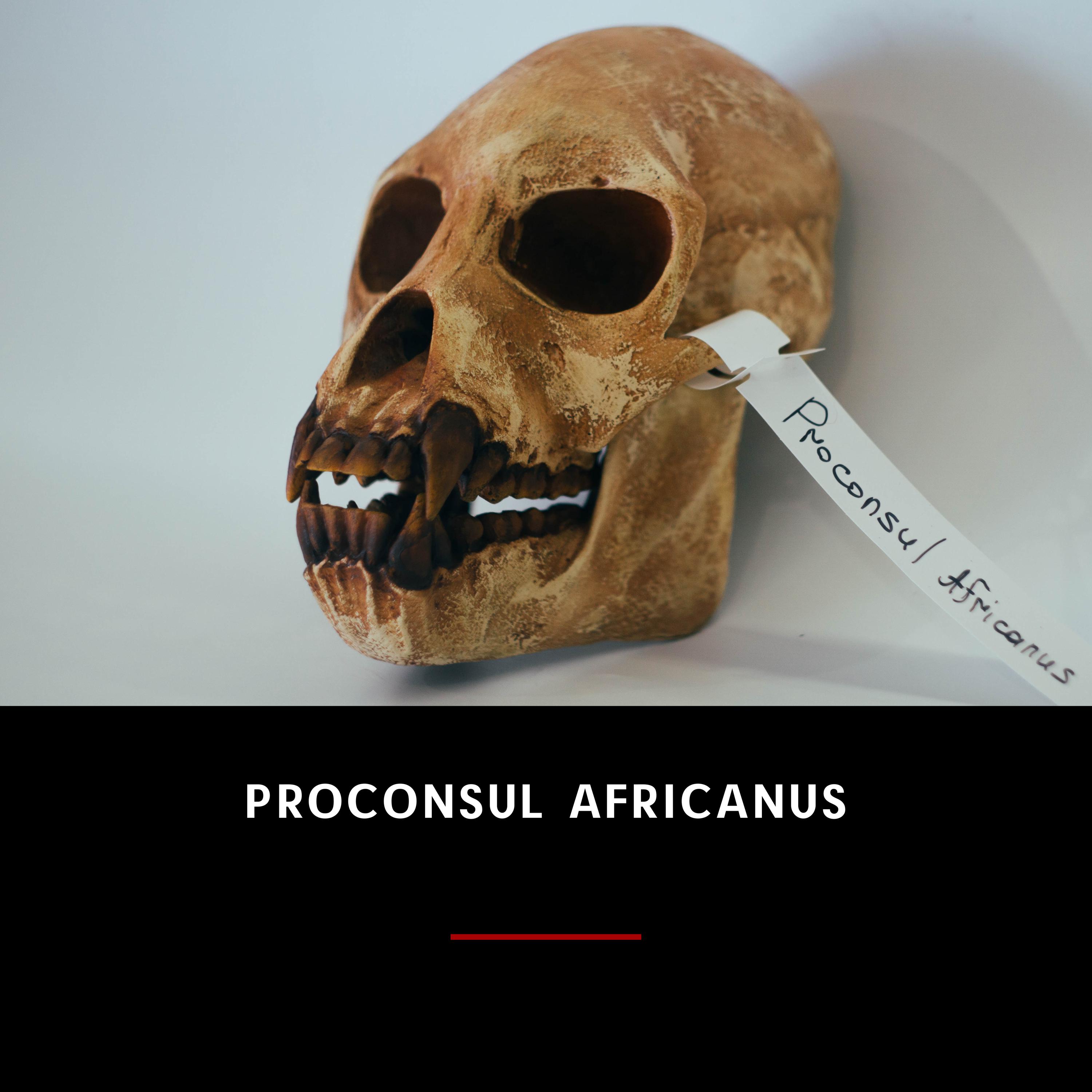 Replica of Proconsul Africanus Skull, Full-size 3d Printed Hominid