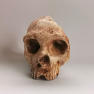 Homo Neanderthal from Gibraltar 1 Skull Replica, Prehistoric Fossil Collection, Realistic Hominid Skull, Museum Quality