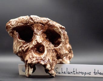 May include: A fossilized skull replica with a textured, brown, weathered surface featuring deep eye sockets and a nasal cavity. A white paper tag is positioned in front of the skull with the text Sahelanthropus tchadensis written in black ink.