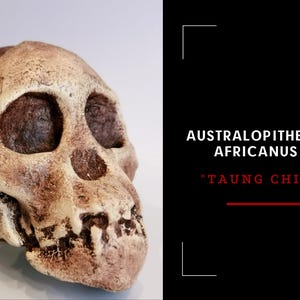 Taung Child Australopithecus Africanus Skull Replica, Prehistoric Fossil Collection, Realistic Hominid Skull, Museum Quality