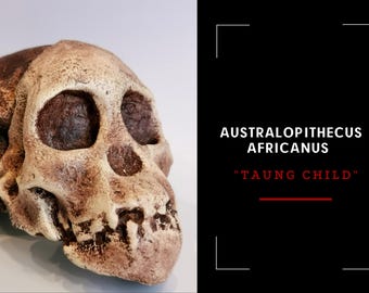 アウストラロピテクス・アフリカヌス、タウン・チャイルド、古代人類の