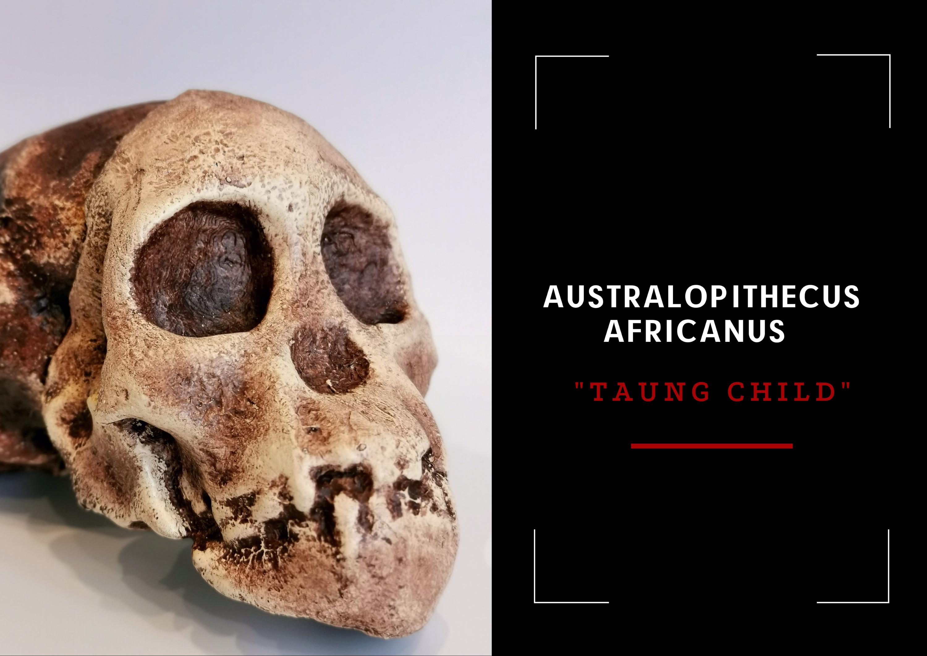 Australopithecus Africanus Skull Replica