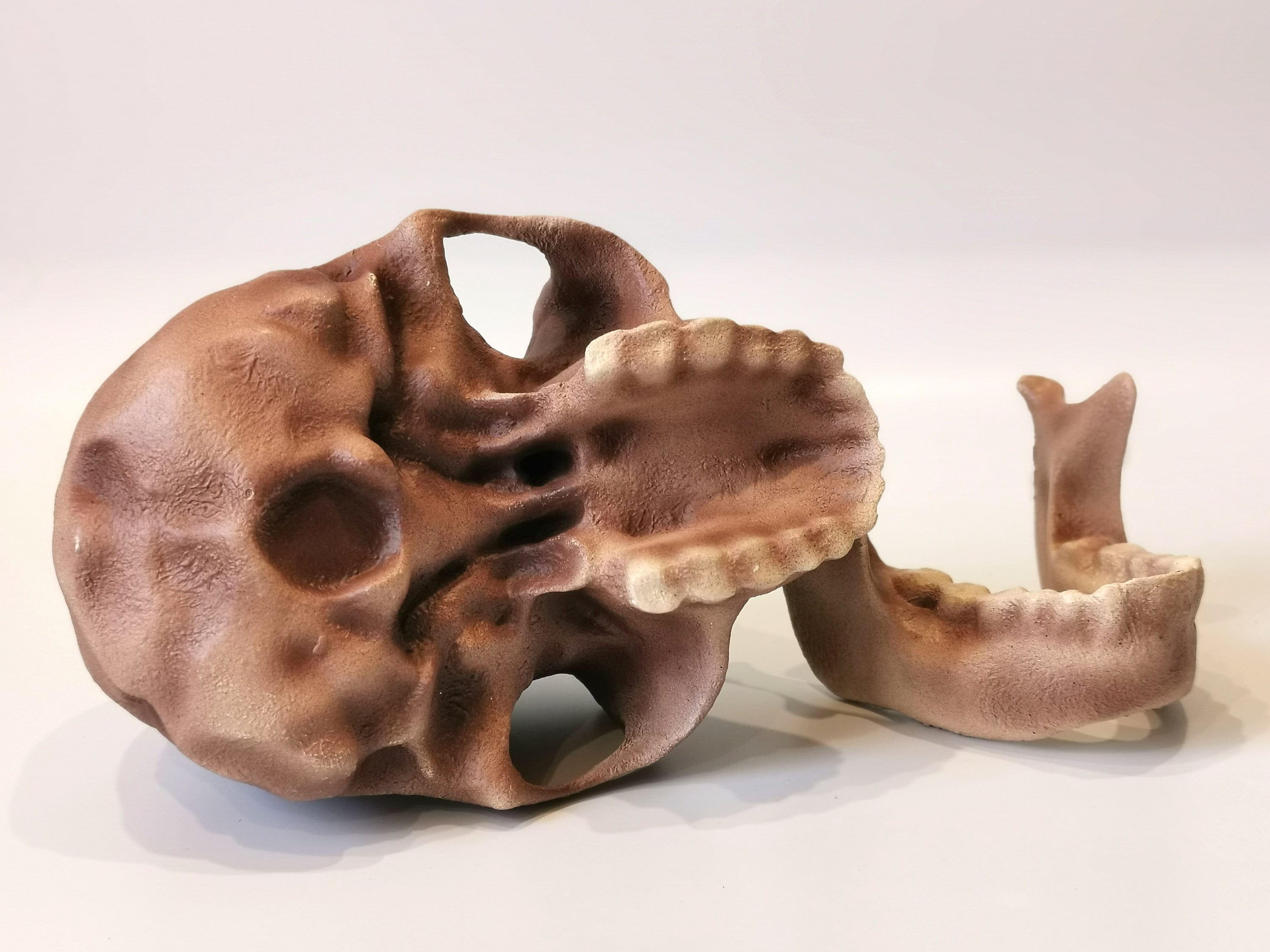 ホモ・ハビリスの頭蓋骨レプリカ、先史時代の化石コレクション、リアル