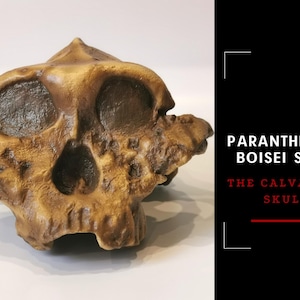 Paranthropus Boisei Skull Replica, Australopithecus Skull Replica, Prehistoric Fossil Collection, Realistic Hominid Skull, Museum Quality