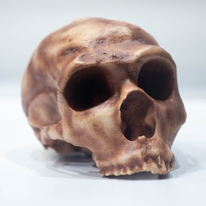 Homo Neanderthal La Ferrasie 1 Skull Replica, Prehistoric Fossil Collection, Realistic Hominid Skull, Museum Quality