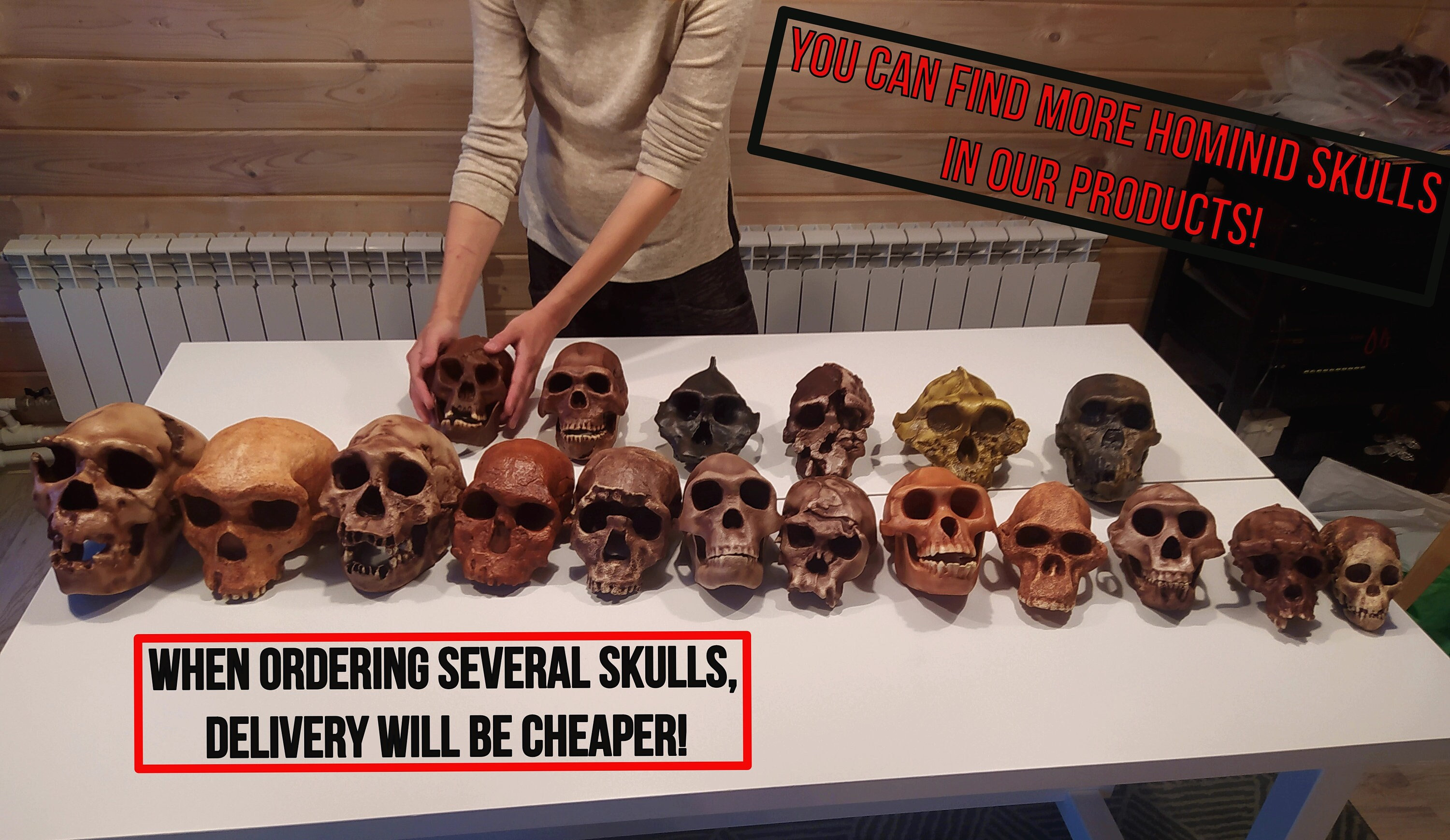 ホモ・ハビリスの頭蓋骨レプリカ、先史時代の化石コレクション、リアル