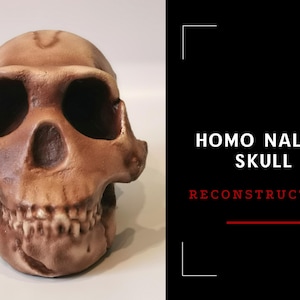 Homo Naledi Skull Replica of DH1 Find, Prehistoric Fossil Collection, Realistic Hominid Skull, Museum Quality