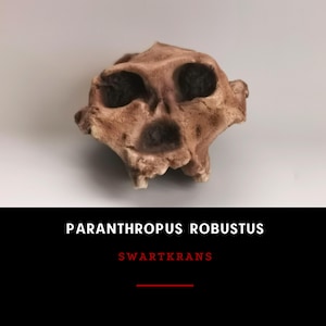 Paranthropus Robustus Swartkrans Skull Replica, Prehistoric Fossil Collection, Realistic Hominid Skull, Museum Quality