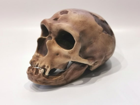 ネアンデルタール人の頭蓋骨（ラ・シャペル・オ・サンのレプリカ）、ラ