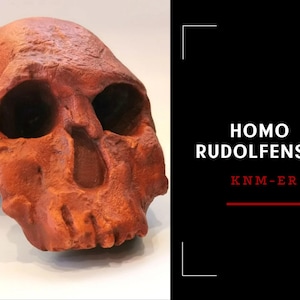 Homo Rudolfensis Skull Replica (KNM-ER), Prehistoric Fossil Collection, Realistic Hominid Skull