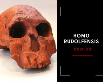 Homo Rudolfensis Skull Replica (KNM-ER), Prehistoric Fossil Collection, Realistic Hominid Skull