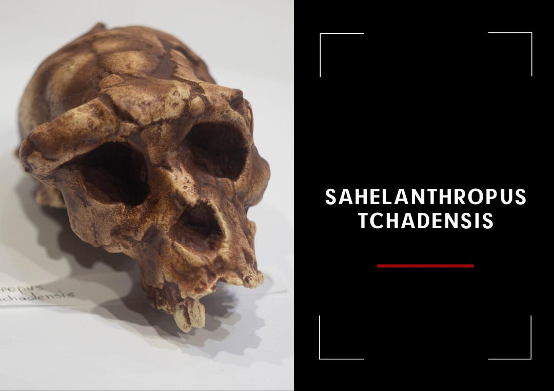 Crâne De Daeodon Shoshonensis - Réplique Fossile Qualité Musée