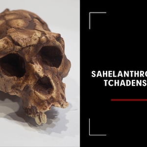 Sahelanthropus Tchadensis Skull Replica, Prehistoric Fossil Collection, Realistic Hominid Skull, Museum Quality