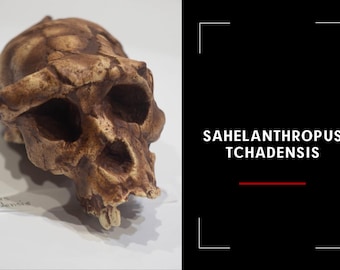 アウストラロピテクス・アフリカヌス樹脂胸像、博物館品質の研究