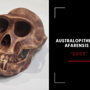 Australopithecus afarensis Skull Replica, Lucy, Prehistoric Fossil Collection, Realistic Hominid Skull, Museum Quality