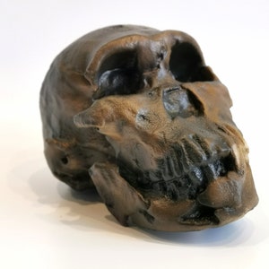 Homo Naledi NEO Skull Replica LES 1, Prehistoric Fossil Collection, Realistic Hominid Skull, Museum Quality