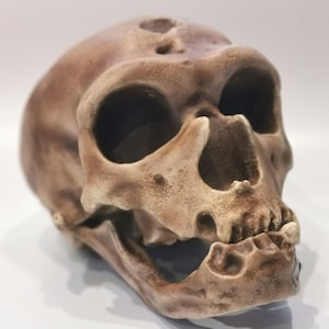 Homo Neanderthal Skull La Chapelle-aux-Saints Replica, The Old Man of La Chapelle, Prehistoric Fossil Collection, Realistic Hominid Skull
