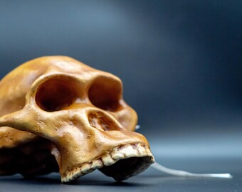 アウストラロピテクス・アフリカヌスの頭蓋骨レプリカ、先史時代の化石