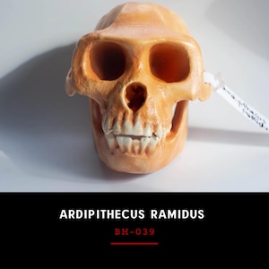 Ardipithecus Ramidus Skull Replica, Prehistoric Fossil Collection, Realistic Hominid Skull, Ardipithecus Ramidus Skull BH-039