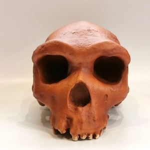 Homo Heidelbergensis Rhodesian Man Skull Replica, Prehistoric Fossil Collection, Realistic Hominid Skull, Museum Quality