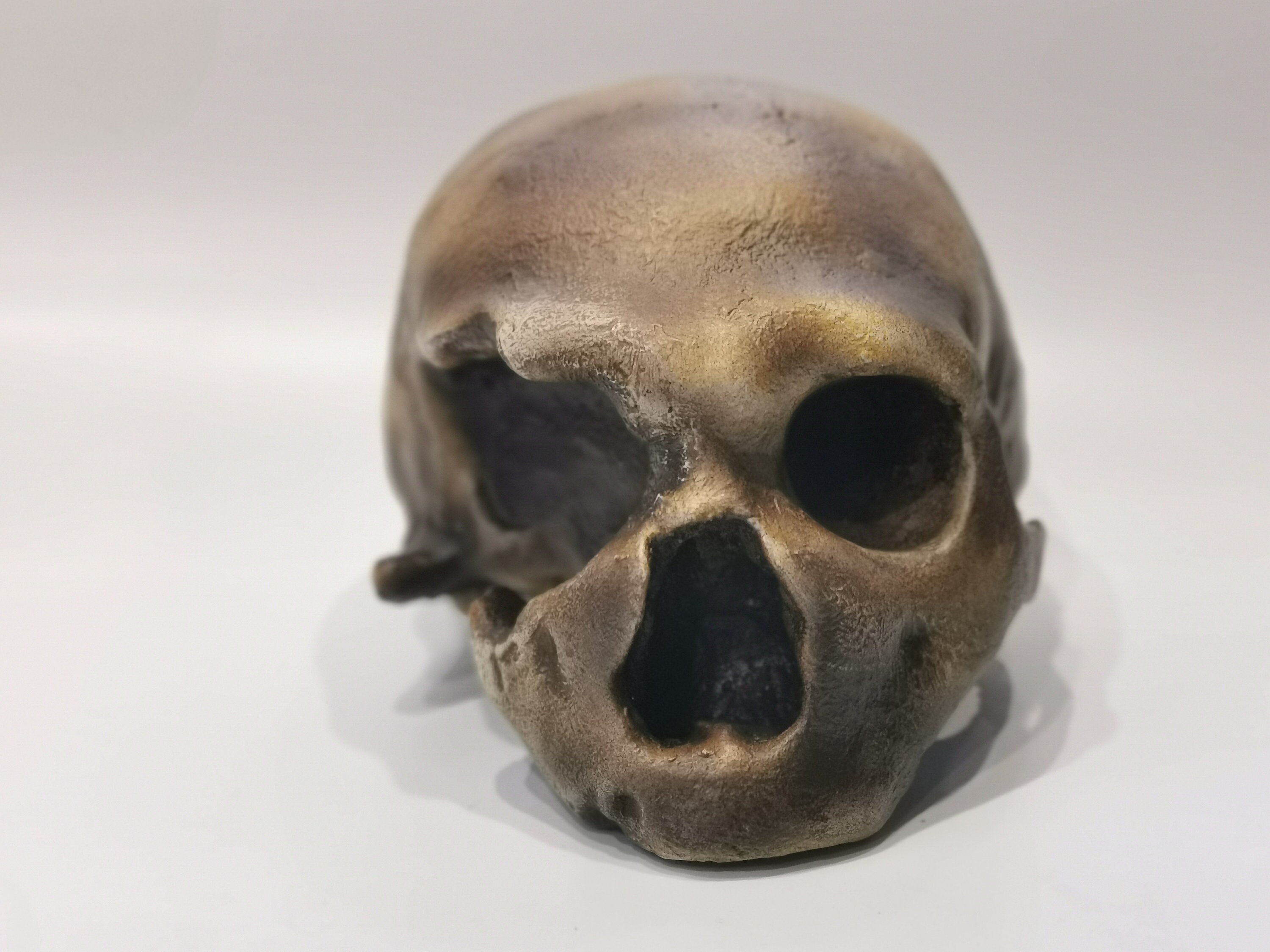 モンテ・チルチェオ1号発掘のホモ・ネアンデルタール人の頭蓋骨